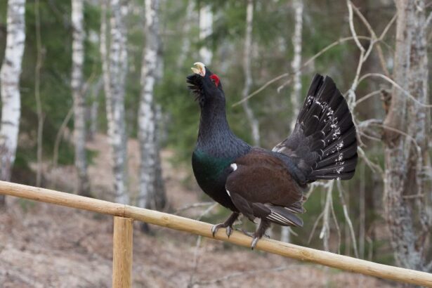 Egy siketfajd áll a fán, színes tollazattal és nyitott csőrrel.