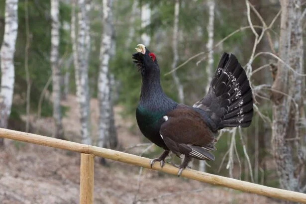 Egy siketfajd áll a fán, színes tollazattal és nyitott csőrrel.