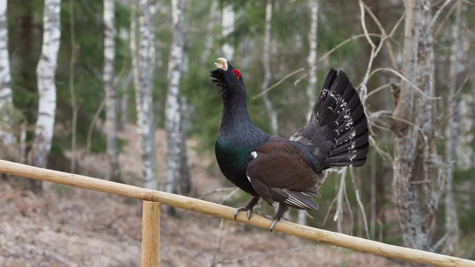 Egy siketfajd áll a fán, színes tollazattal és nyitott csőrrel.