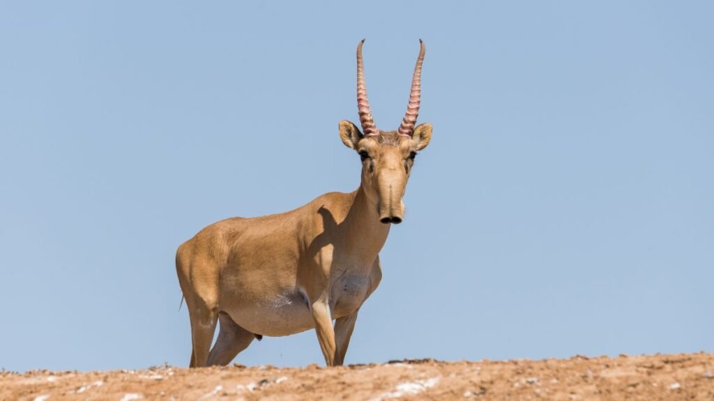 Egy szajga antilop áll a dombon, figyelmesen néz előre, a háttérben tiszta kék ég.