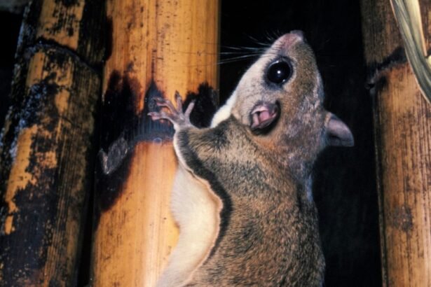 Egy szibériai repülőmókus mászik egy fán, szőrös teste és nagy szemei jól láthatóak.