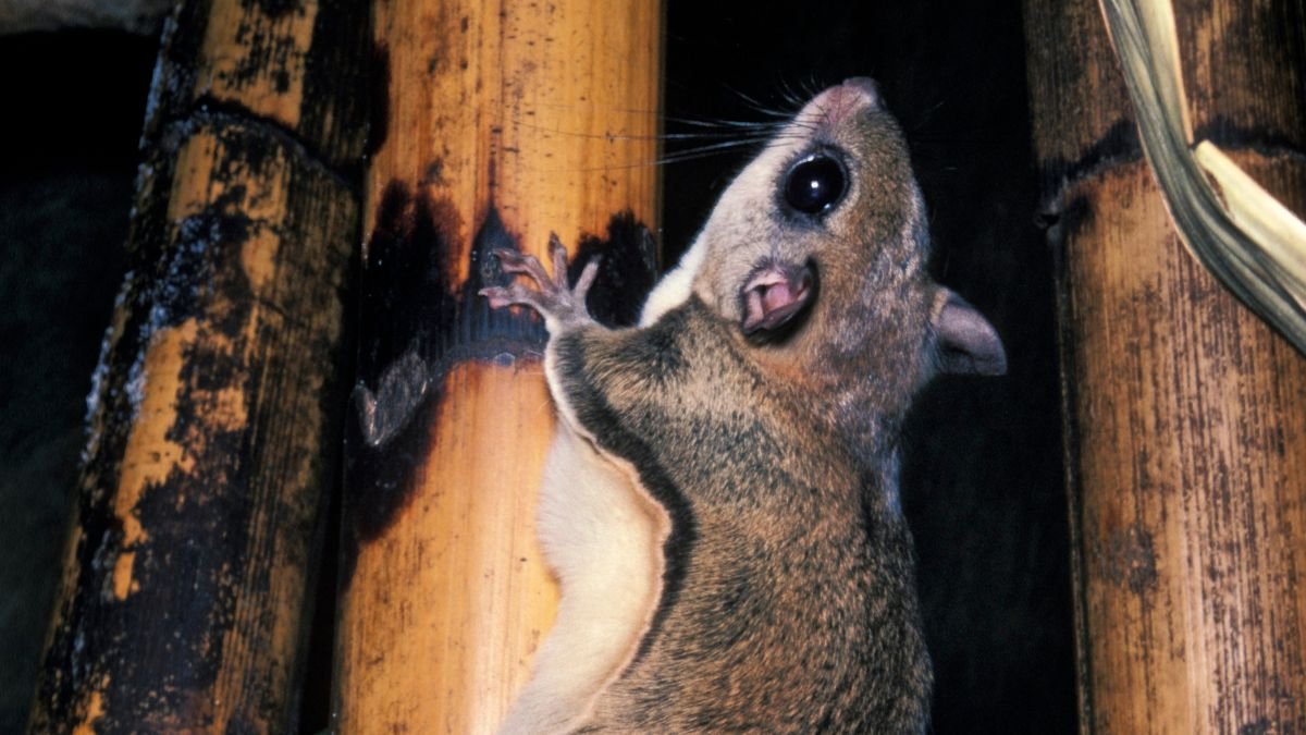 Egy szibériai repülőmókus mászik egy fán, szőrös teste és nagy szemei jól láthatóak.