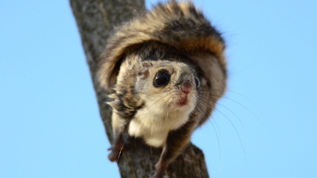 Egy szibériai repülőmókus egy faágon, figyelmesen néz a kamerába.