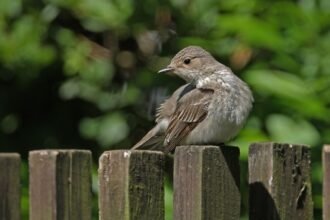 Egy szürke légykapó ül egy fából készült kerítésen, zöld háttérrel.