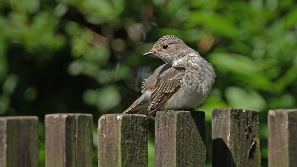 Egy szürke légykapó ül egy fából készült kerítésen, zöld háttérrel.