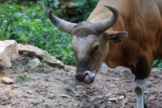 Egy tulok közelről, a háttérben zöld növényzet látható.