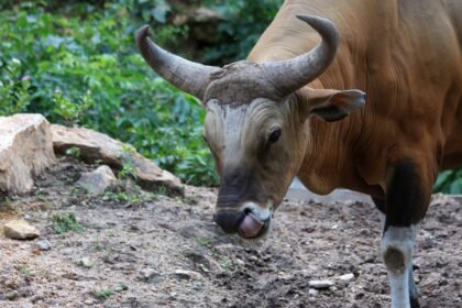 Egy tulok közelről, a háttérben zöld növényzet látható.