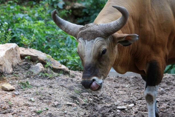 Egy tulok közelről, a háttérben zöld növényzet látható.