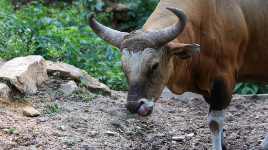 Egy tulok közelről, a háttérben zöld növényzet látható.