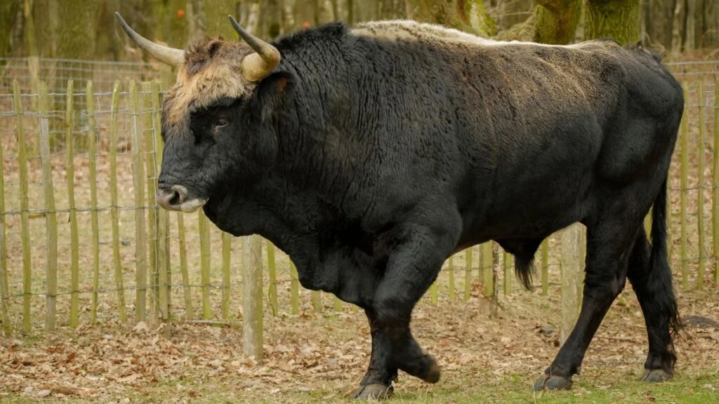 Egy impozáns tulok sétál a fák között, a háttérben kerítés látható.