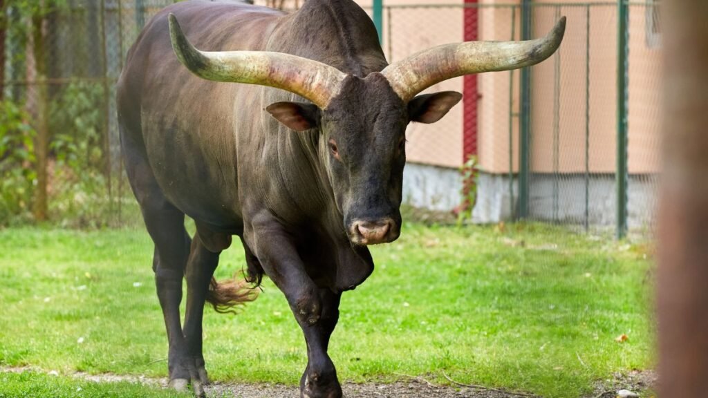 Egy nagy, erős tulok sétál a zöld fűben, impozáns szarvakkal.