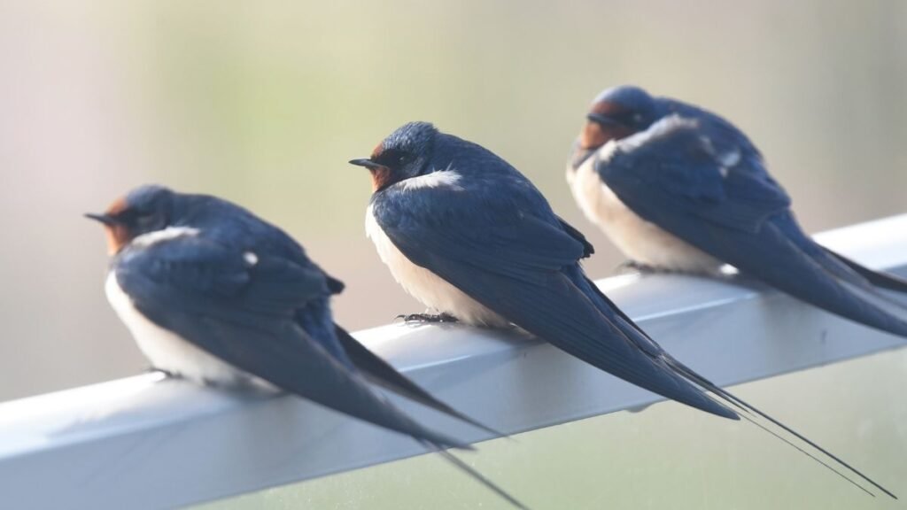 Három fecske ül egy korláton, élénk színekben, békésen pihenve.