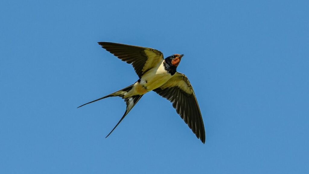 Fecske repül a kék égen, szárnyait szépen kitárva.