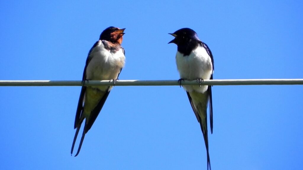 Két fecske ül egy vezetéken, élénk kék háttér előtt, láthatóan beszélgetnek.
