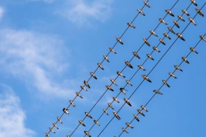 Fecskék vonulnak a kék ég alatt, elektromos vezetékeken ülve.