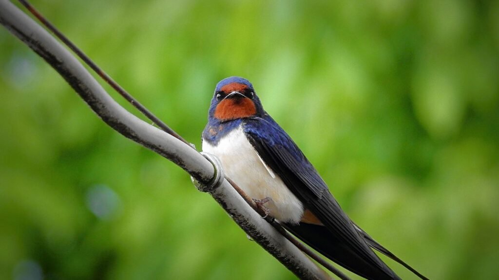 Egy fecske ül egy vezetéken, zöld háttér előtt.