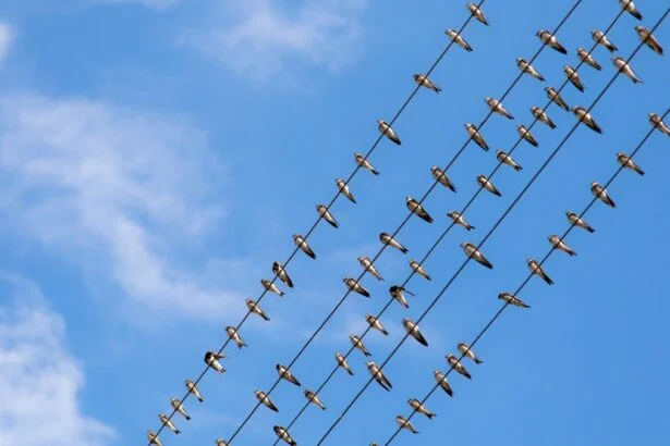 Fecskék vonulnak a kék ég alatt, elektromos vezetékeken ülve.
