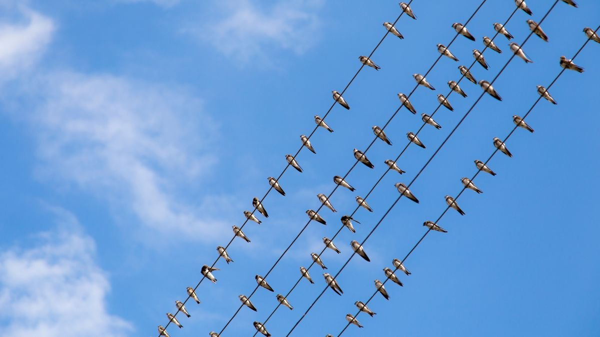 Fecskék vonulnak a kék ég alatt, elektromos vezetékeken ülve.