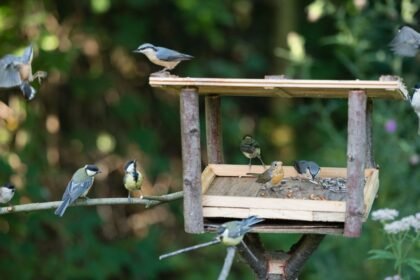 Több különböző madár etetőnél, zöld háttér előtt, napfényben.