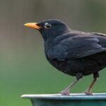 Egy fekete rigó áll egy zöld tálon, élénk narancssárga csőrrel.