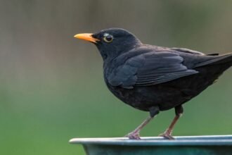Egy fekete rigó áll egy zöld tálon, élénk narancssárga csőrrel.