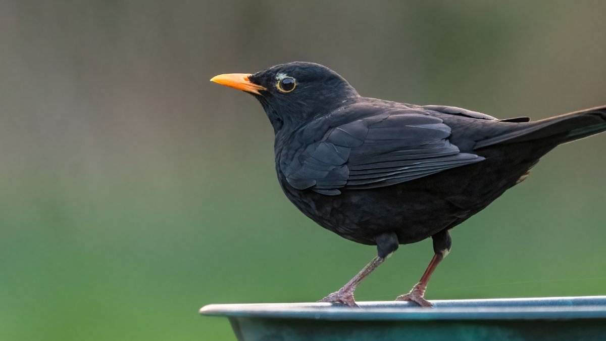 Egy fekete rigó áll egy zöld tálon, élénk narancssárga csőrrel.