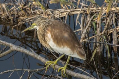 Egy madár áll egy ágon, víz mellett, természetes környezetben.
