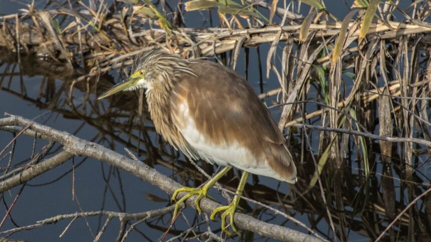 Egy madár áll egy ágon, víz mellett, természetes környezetben.
