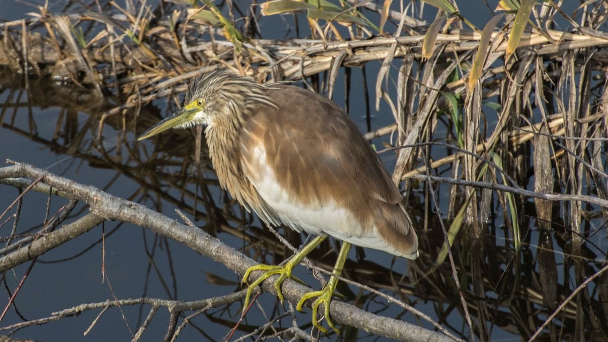 Egy madár áll egy ágon, víz mellett, természetes környezetben.
