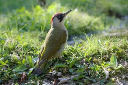 Zöld küllő áll a fűben, figyelmesen néz körbe, élénk színekben.