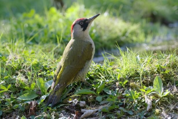 Zöld küllő áll a fűben, figyelmesen néz körbe, élénk színekben.