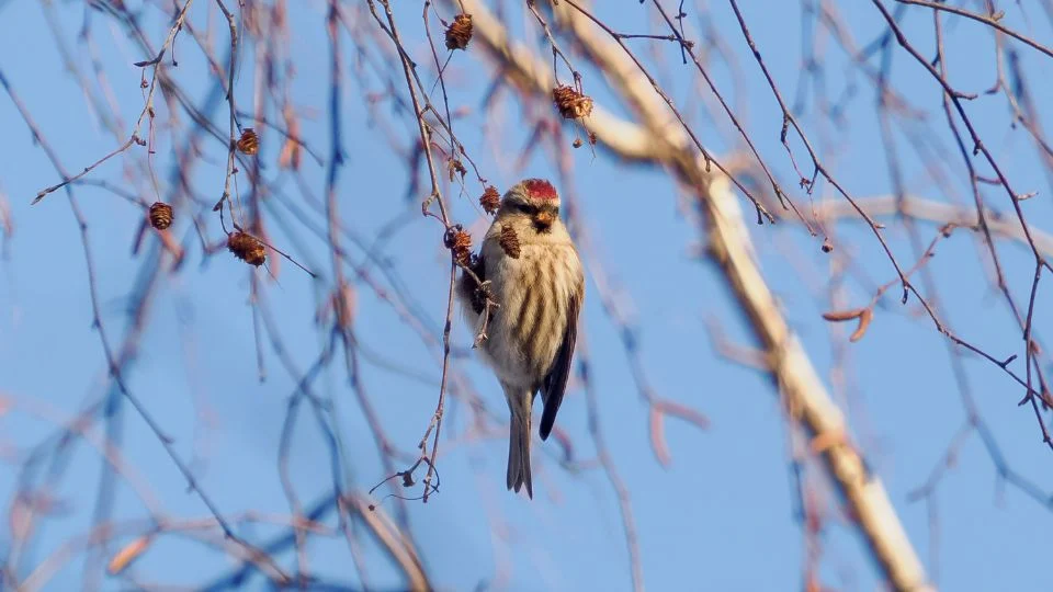 Egy zsezse (Acanthis flammea) ül egy ágon, kék háttér előtt.
