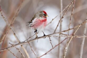 Egy zsezse ül egy ágon, színes tollazattal a téli tájban.