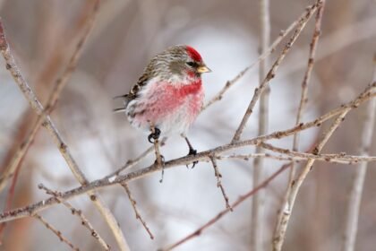 Egy zsezse ül egy ágon, színes tollazattal a téli tájban.