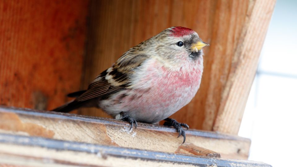 Egy zsezse (Acanthis flammea) ül egy madáretető peremén, élénk színekkel.