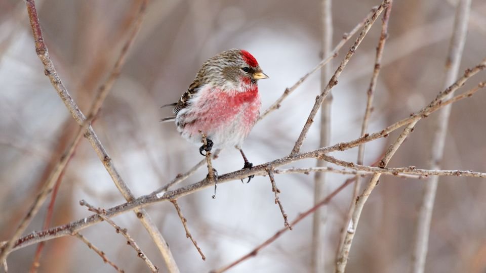 Egy zsezse ül egy ágon, színes tollazattal a téli tájban.