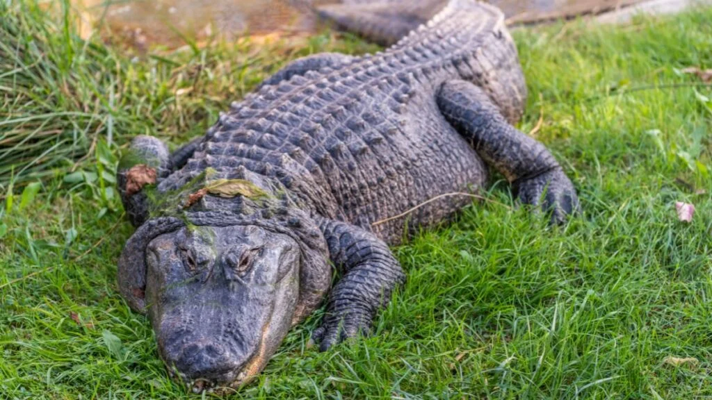 Egy aligátor pihen a fűben, nyugodt környezetben.