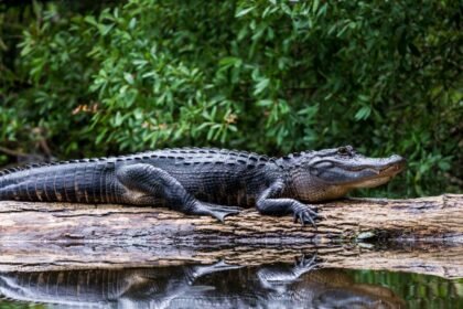 Egy aligátor napozik egy fatörzsön, körülötte zöld növényzet.