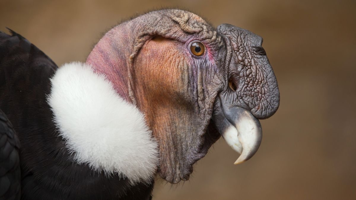 Andoki kondor közelről, jellegzetes fejformával és színes bőrrel.