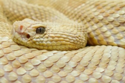 Egy arany színű lándzsakígyó közelről, sima pikkelyekkel és éles szemekkel.