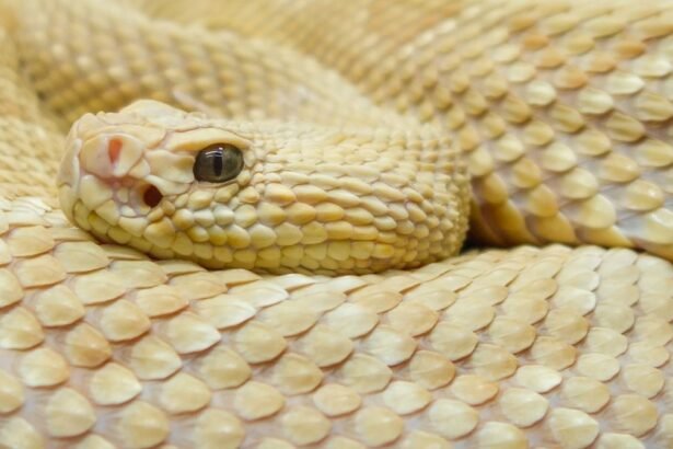 Egy arany színű lándzsakígyó közelről, sima pikkelyekkel és éles szemekkel.