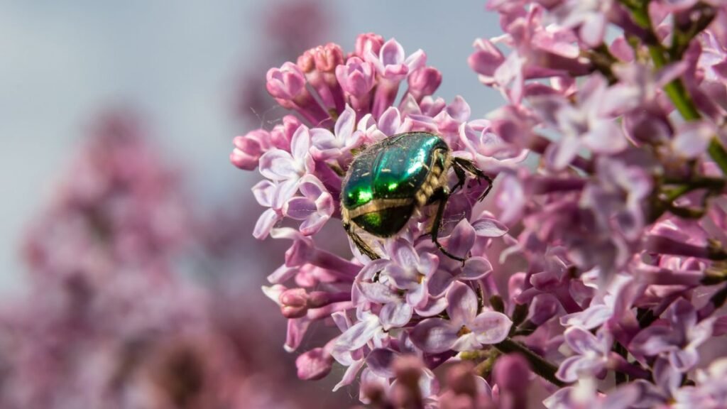 Egy aranyos rózsabogár virágon, csillogó zöld páncéllal.