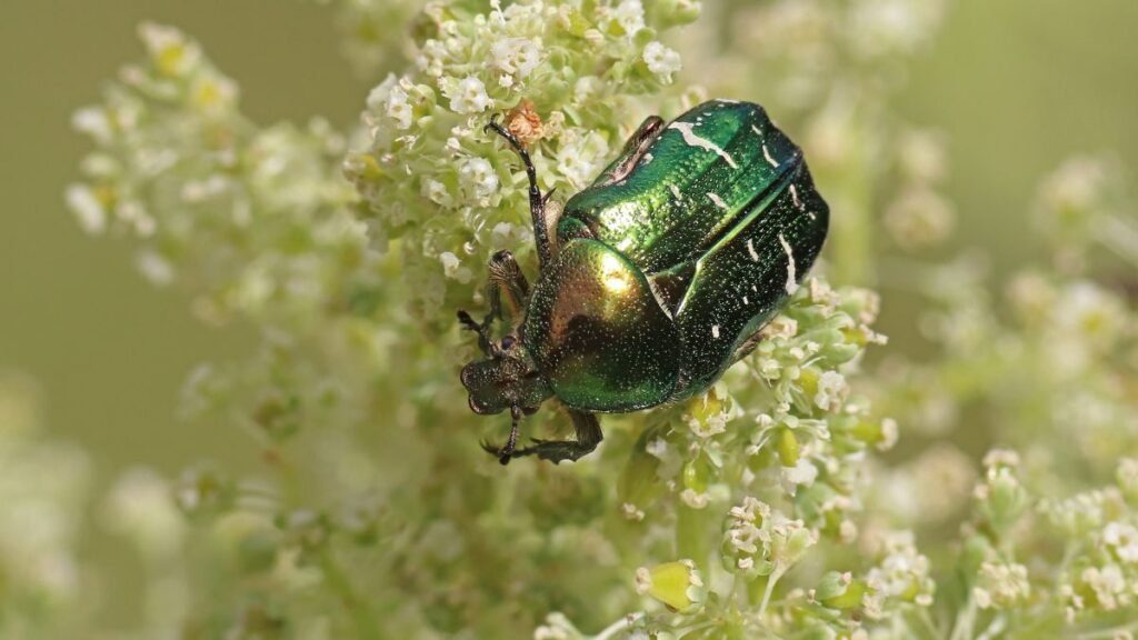 Egy aranyos rózsabogár zöld színben, virágokon pihenve.