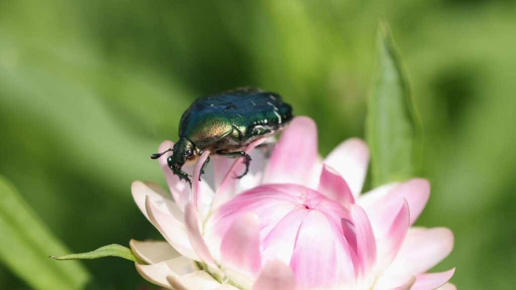 Egy zöld színű aranyos rózsabogár egy rózsaszín virágon pihen.