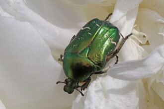 Egy aranyos rózsabogár pihen egy fehér rózsán, csillogó zöld színével.