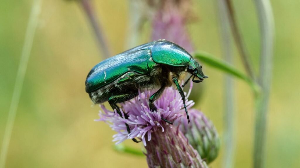 Egy aranyos rózsabogár zöld színben, virágon ülve, természetes környezetben.