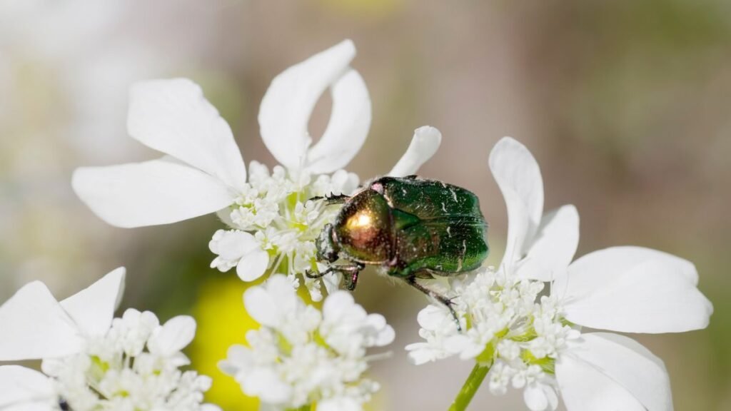 Egy aranyos rózsabogár fehér virágon pihen, csillogó zöld színével vonzza a figyelmet.
