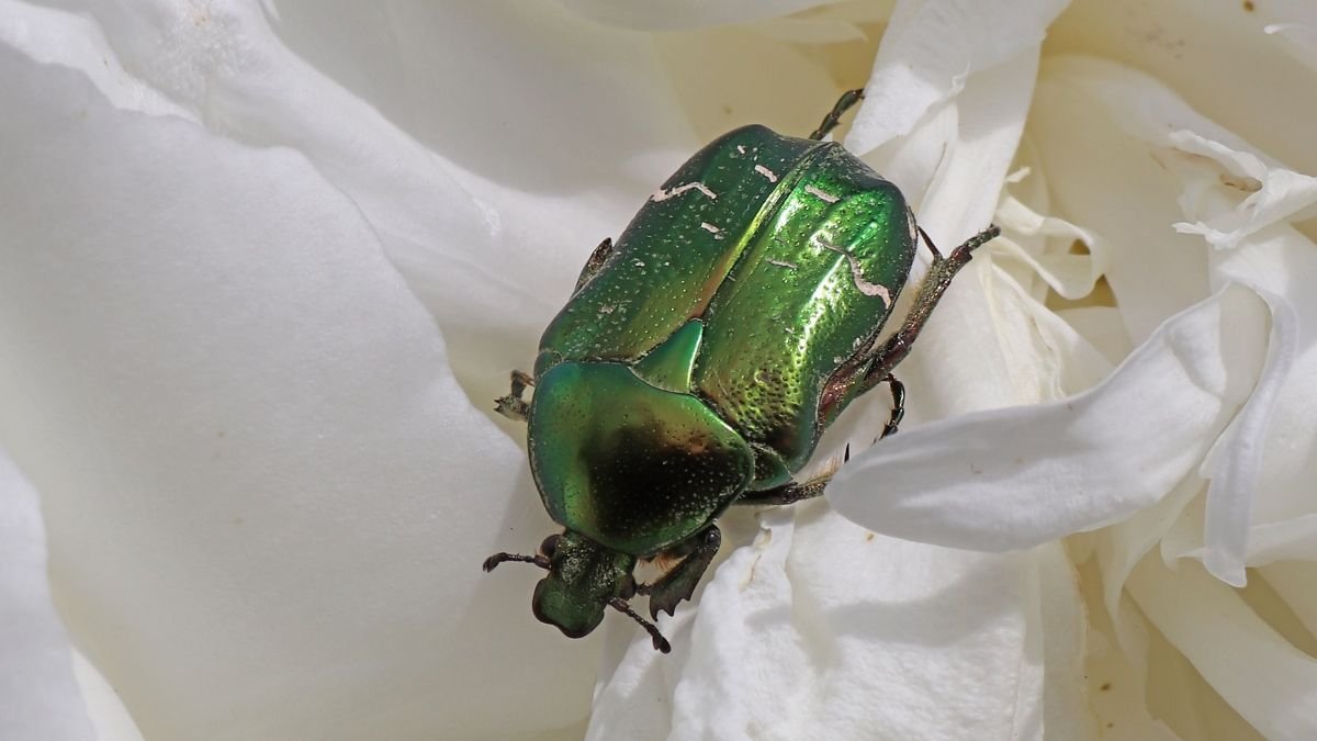 Egy aranyos rózsabogár pihen egy fehér rózsán, csillogó zöld színével.