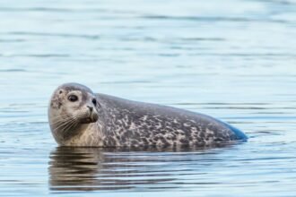 Egy Bajkáli fóka úszik a vízben, szürke-barna foltos bundájával.