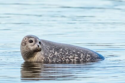 Egy Bajkáli fóka úszik a vízben, szürke-barna foltos bundájával.